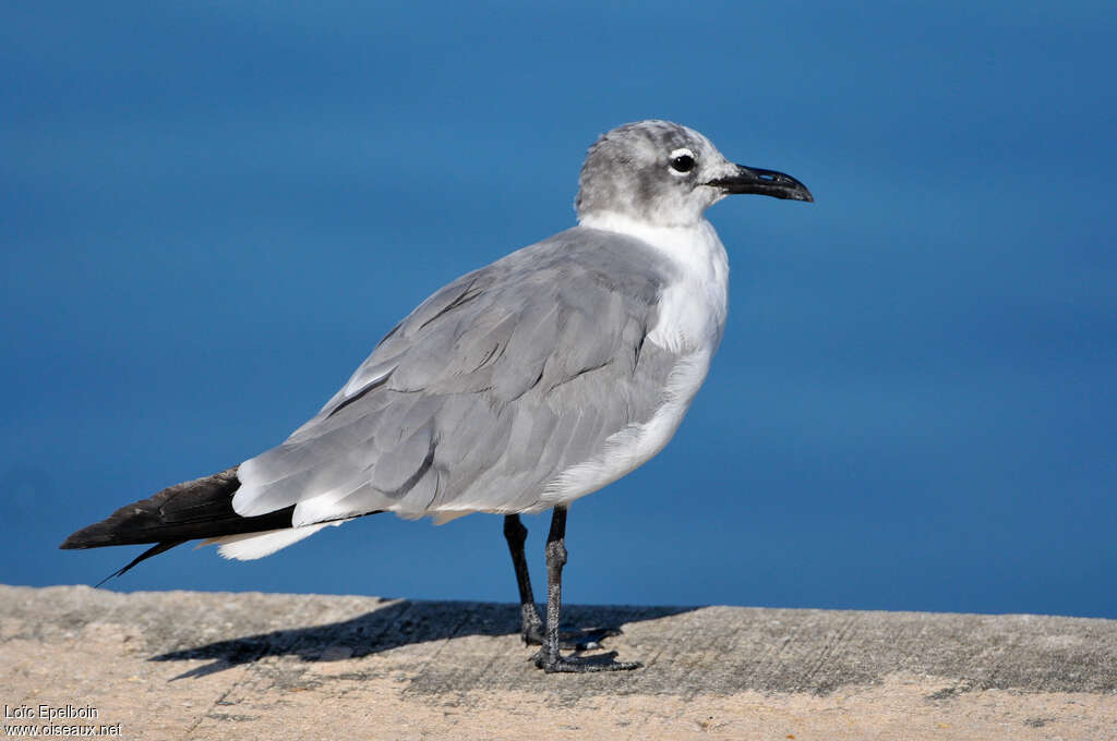 Mouette atricilleadulte transition, identification