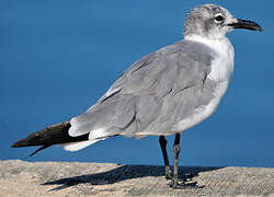 Mouette atricille