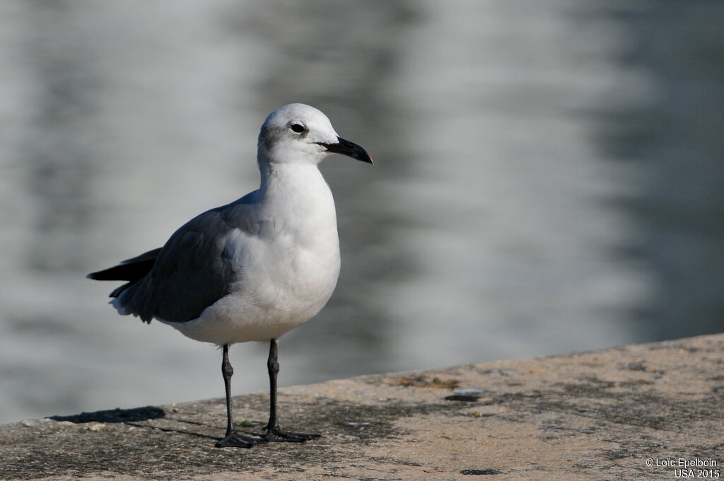 Mouette atricille