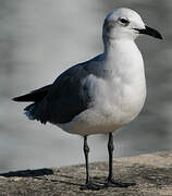 Laughing Gull