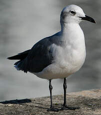 Mouette atricille