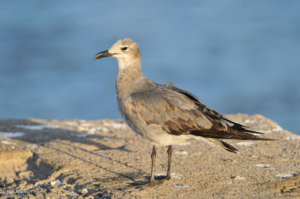 Mouette atricille