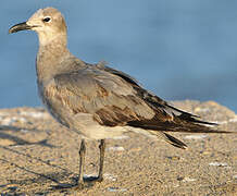 Laughing Gull