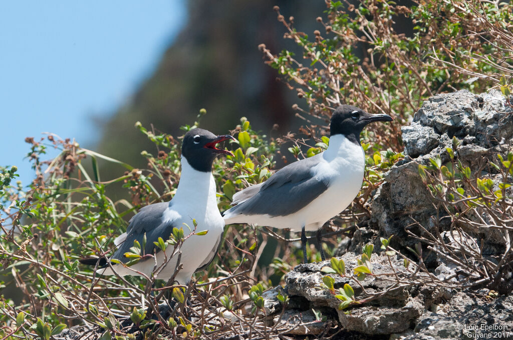 Mouette atricille