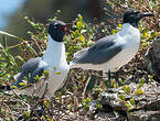 Mouette atricille