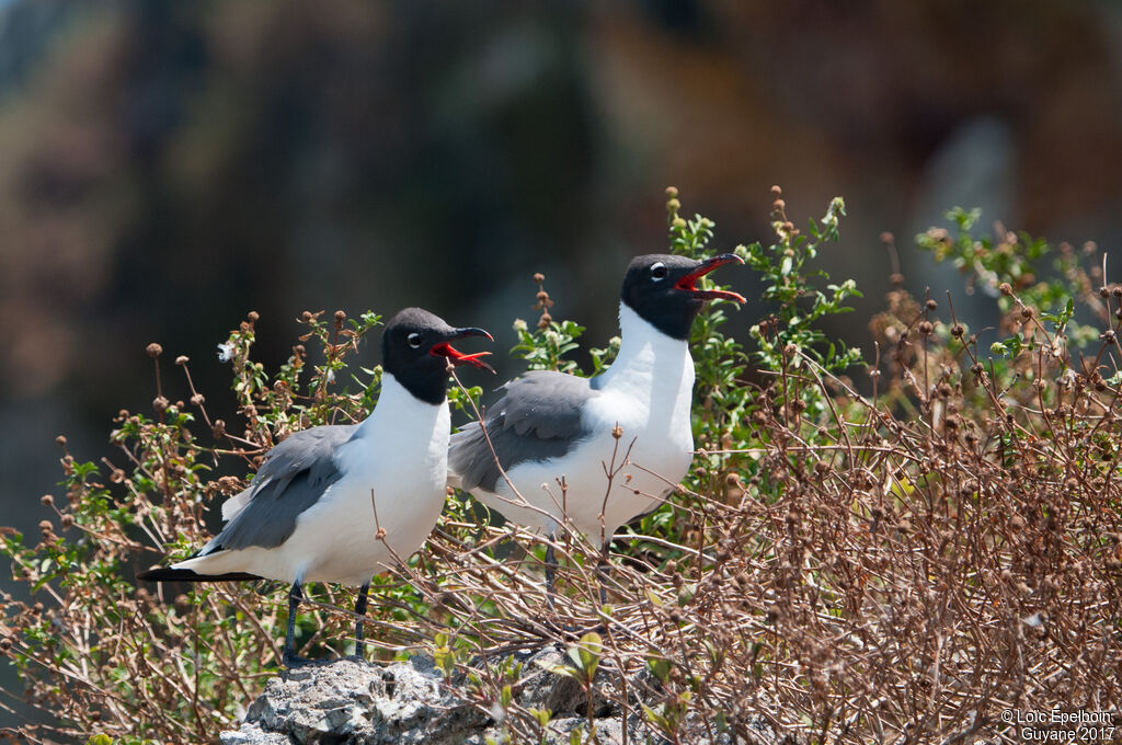 Laughing Gull