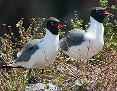 Mouette atricille