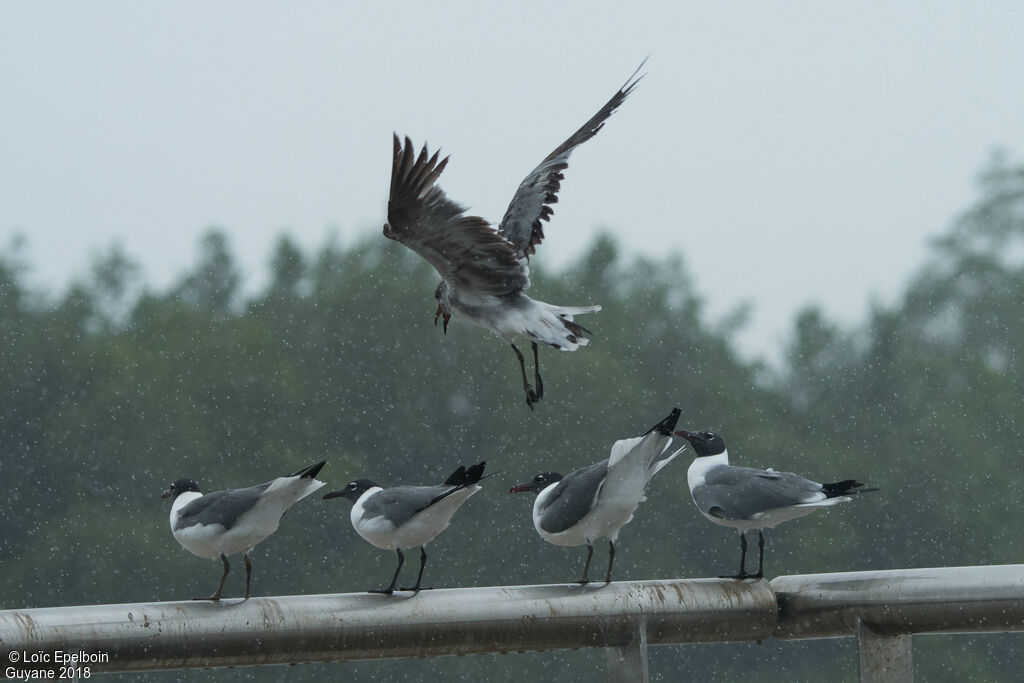 Mouette atricille