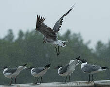 Laughing Gull