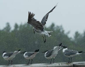 Mouette atricille