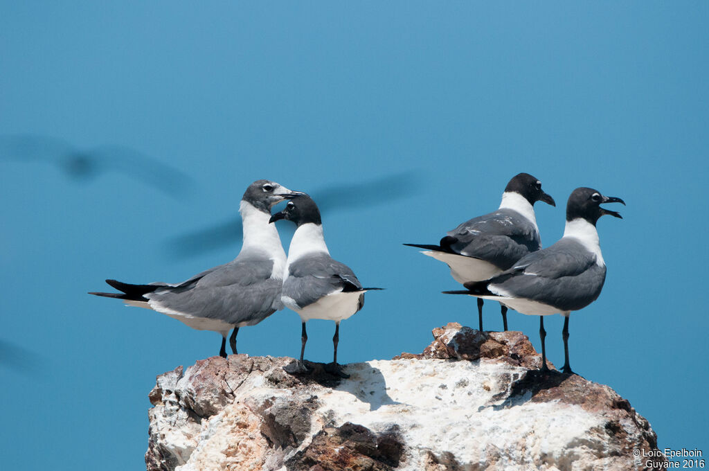 Mouette atricille