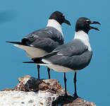 Mouette atricille