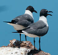 Laughing Gull