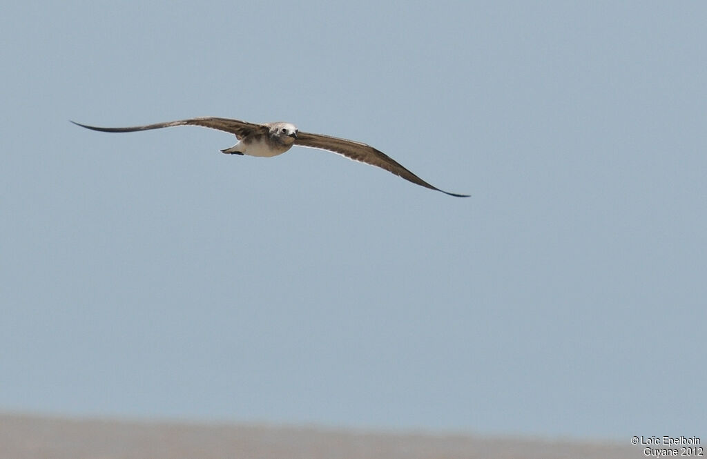 Mouette atricille