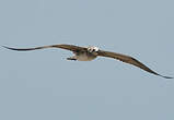 Mouette atricille