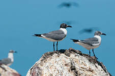 Mouette atricille