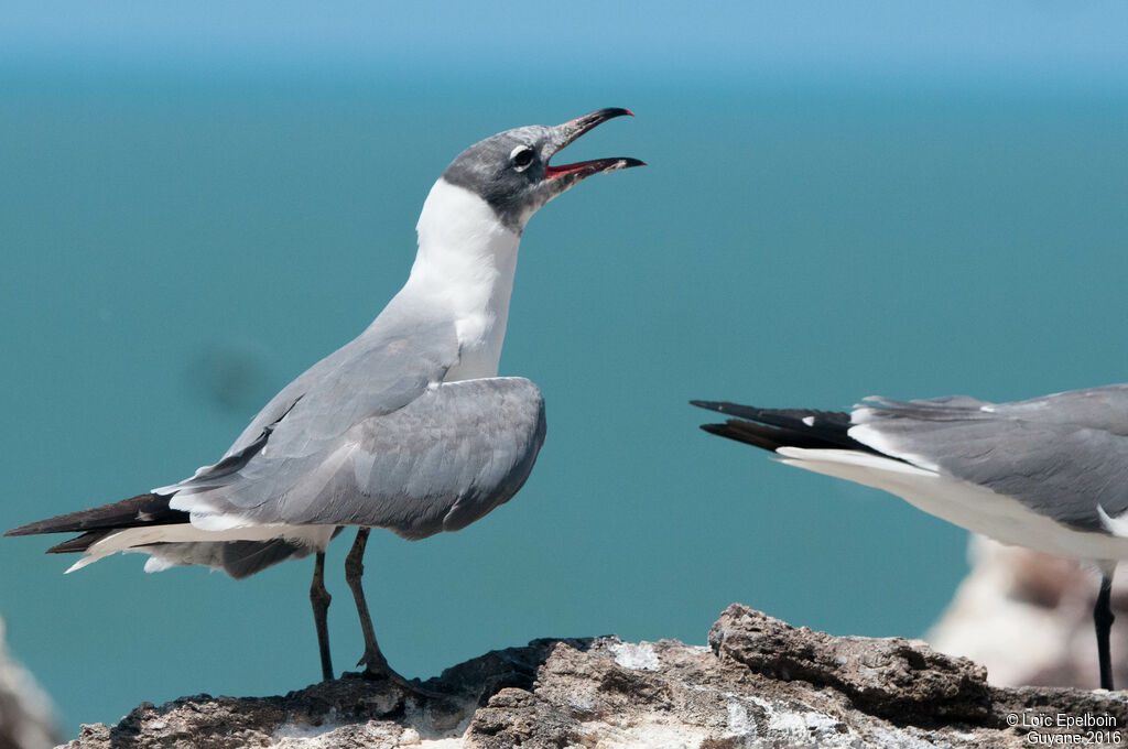 Laughing Gull