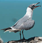 Mouette atricille