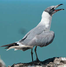 Mouette atricille