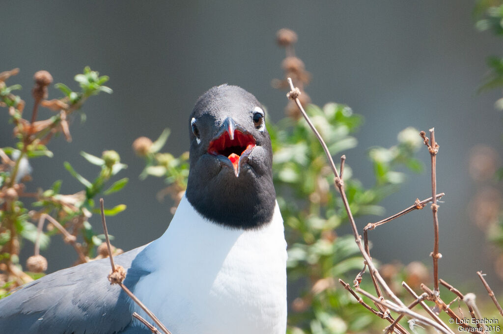 Laughing Gull