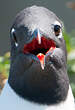 Mouette atricille