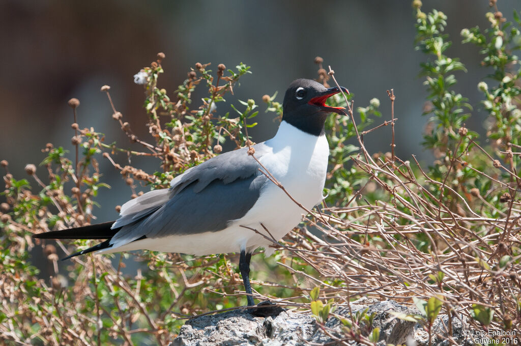 Mouette atricille