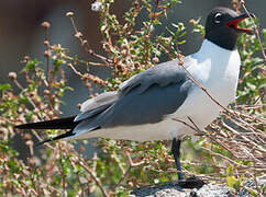 Laughing Gull