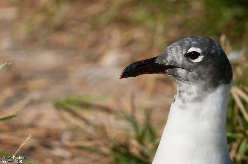 Laughing Gull