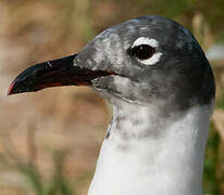 Mouette atricille