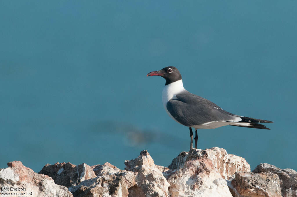 Mouette atricilleadulte nuptial, identification