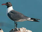 Mouette atricille