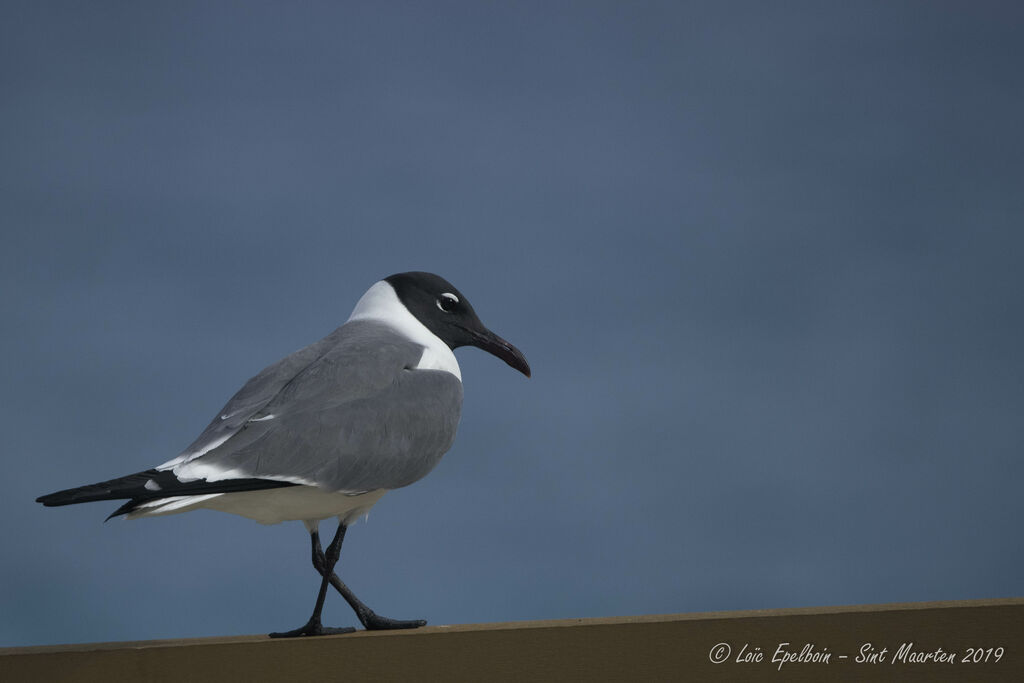 Laughing Gull