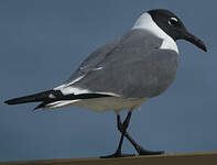 Mouette atricille