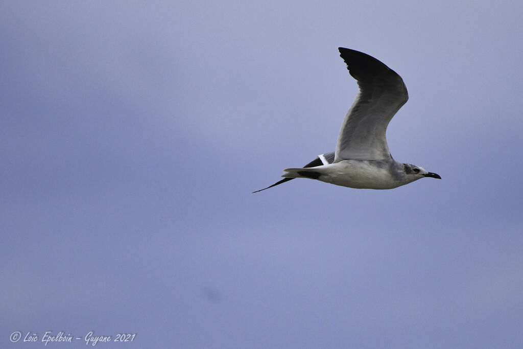 Laughing Gull