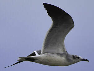 Mouette atricille
