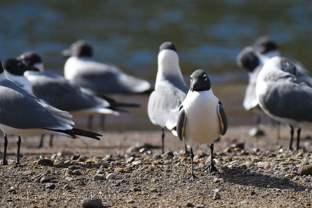 Mouette atricille