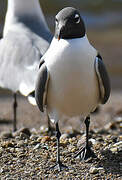 Laughing Gull