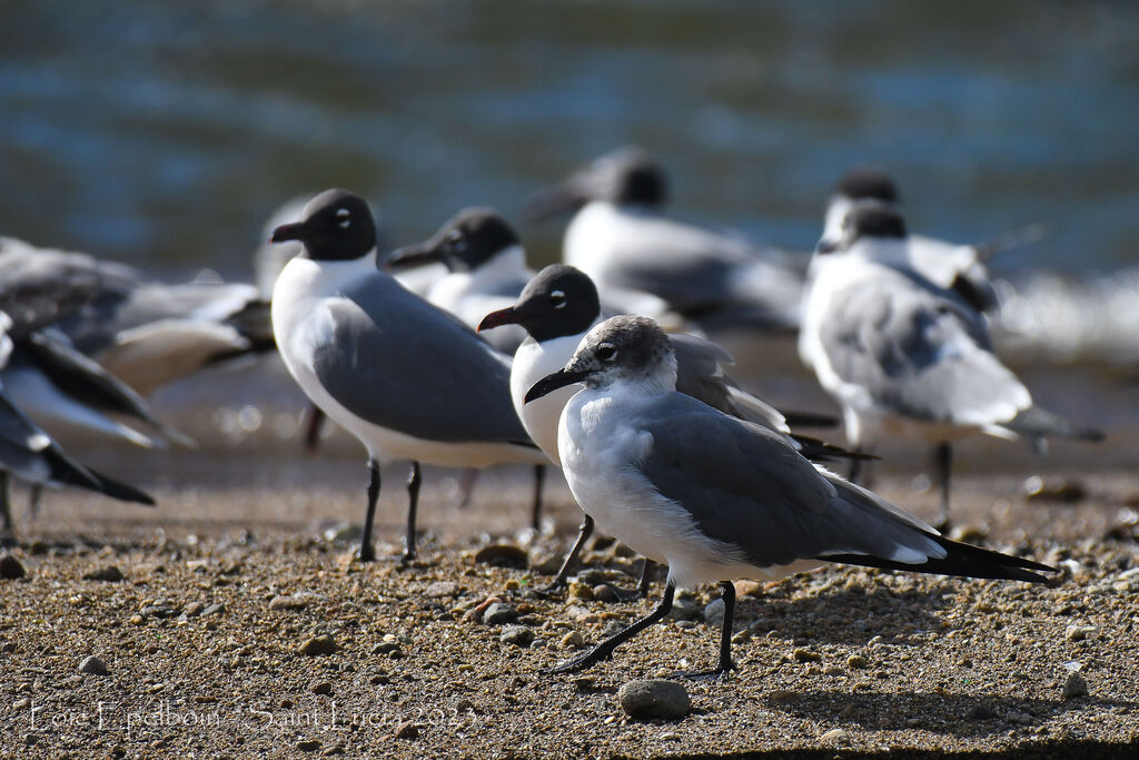 Mouette atricille