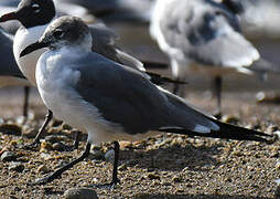 Laughing Gull