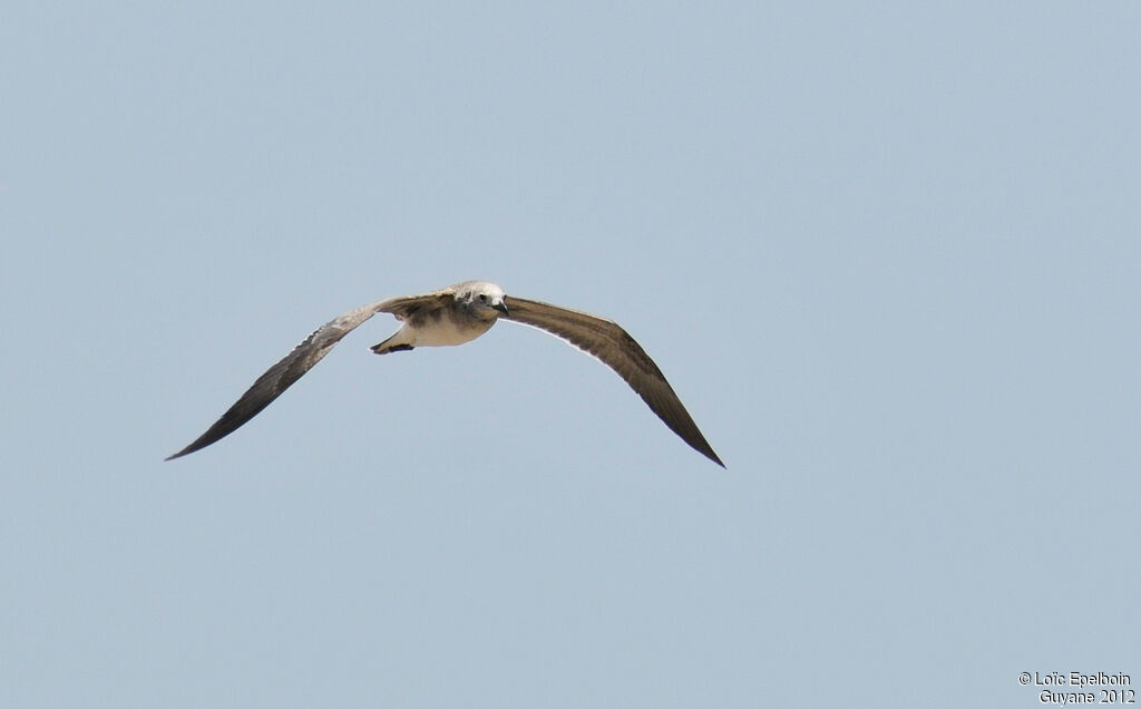 Laughing Gull