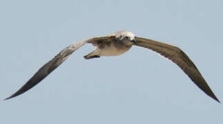 Mouette atricille