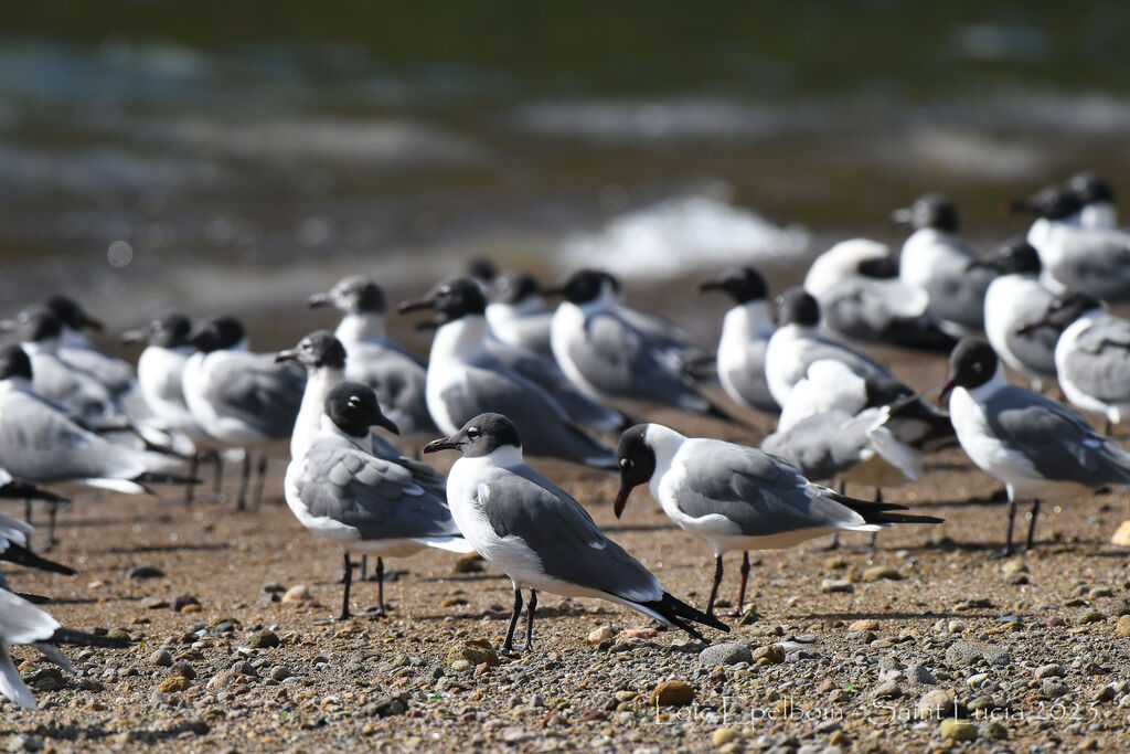 Mouette atricille