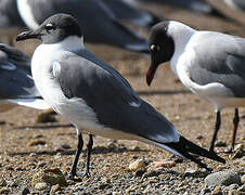 Laughing Gull