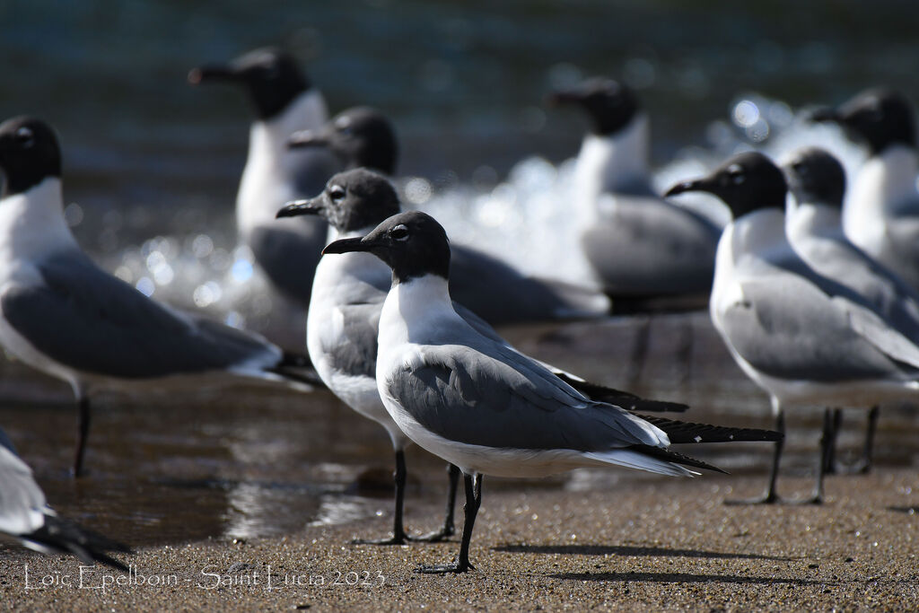 Laughing Gull