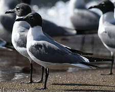 Laughing Gull