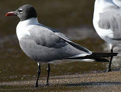 Laughing Gull