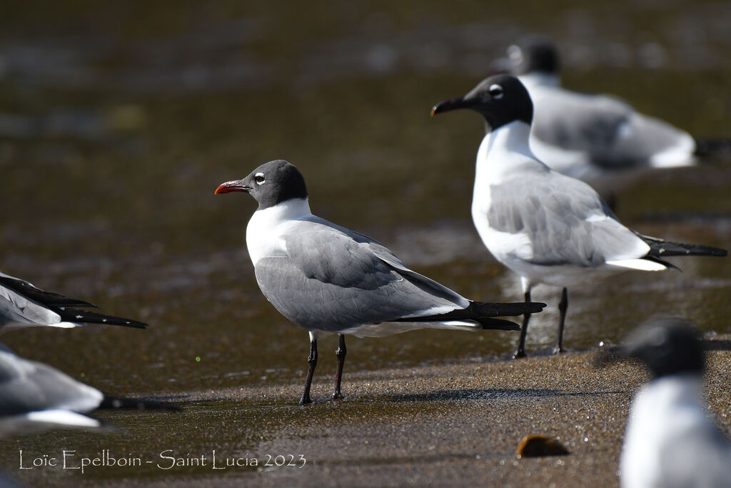 Laughing Gull