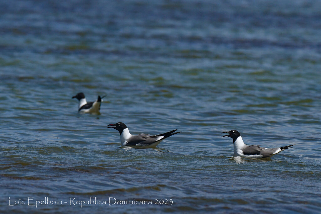 Mouette atricille