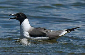 Laughing Gull