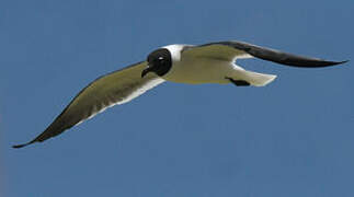 Mouette atricille